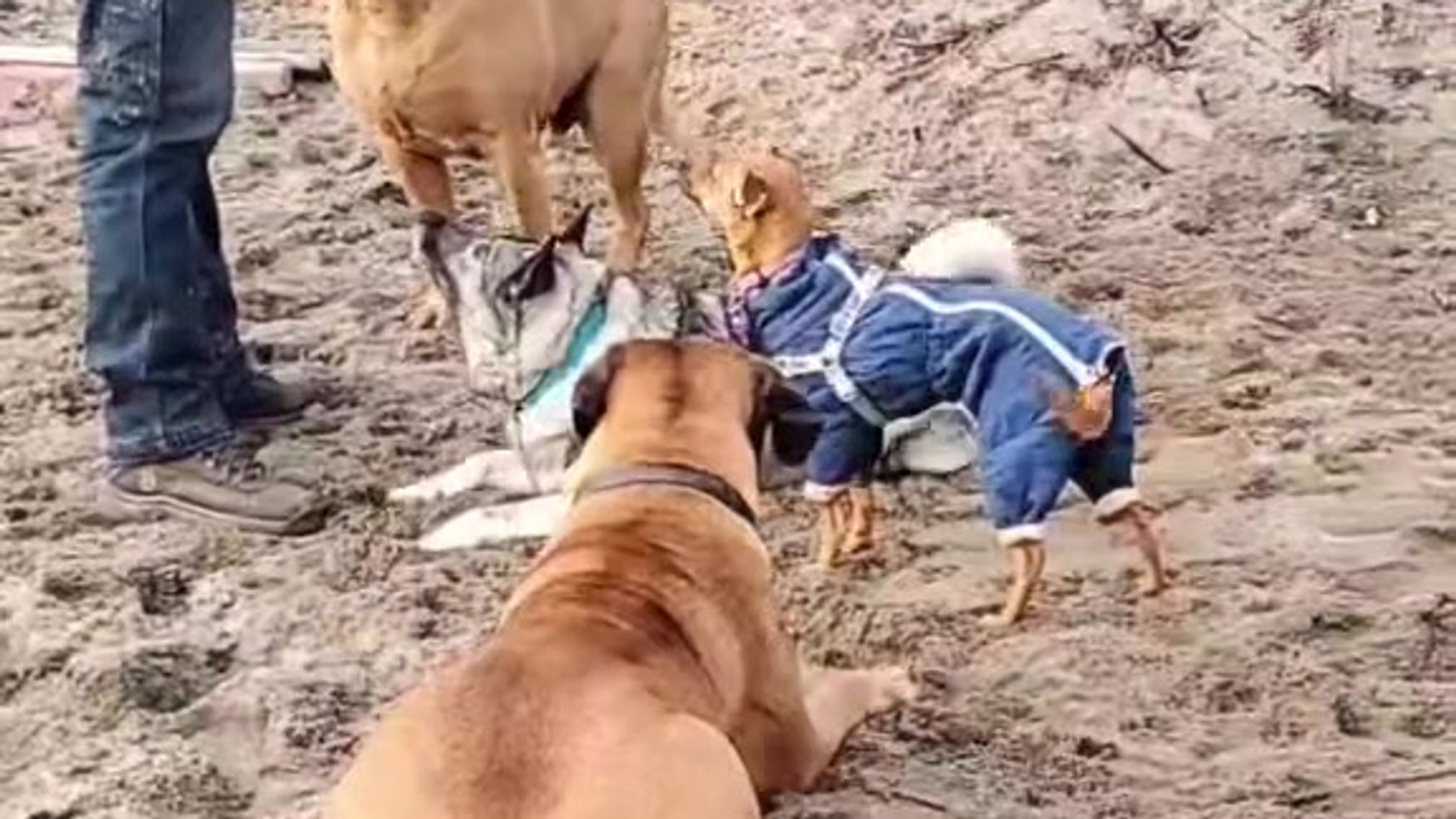 Struggle at the Beach